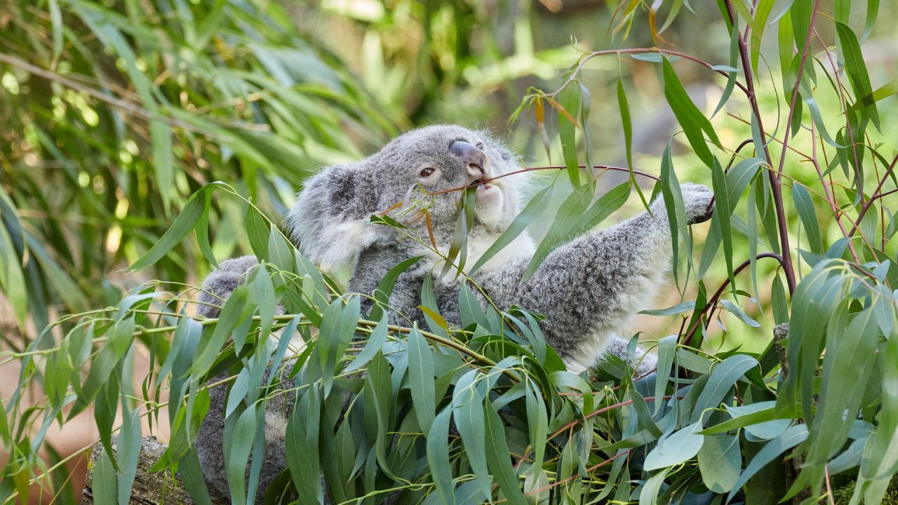 zoo duisburg 2021