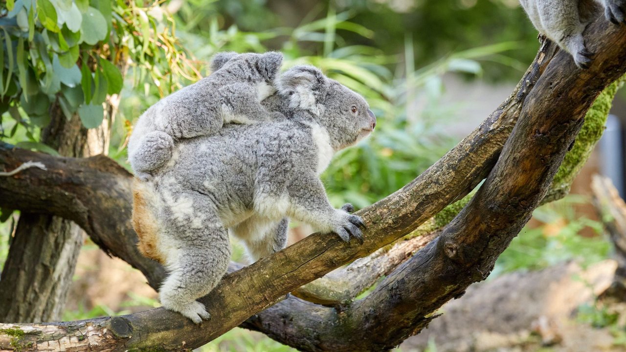 zoo duisburg 2021