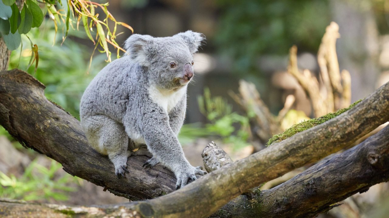 zoo duisburg 2021