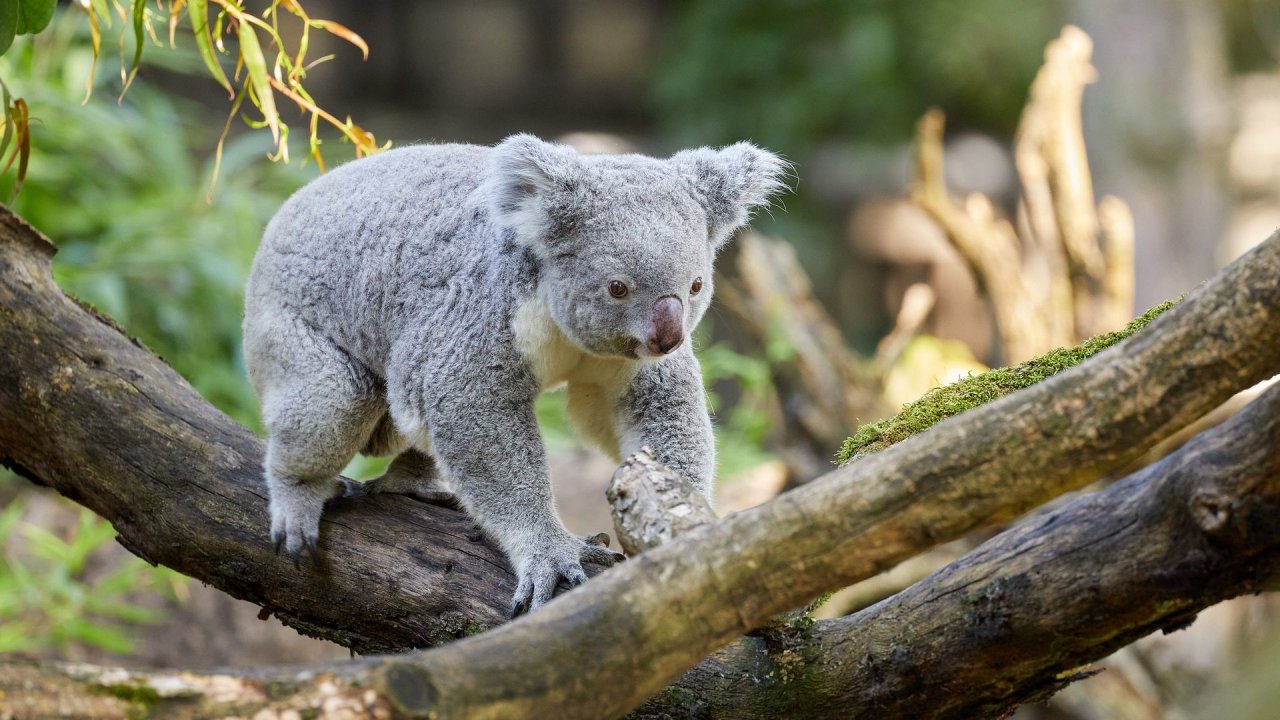 zoo duisburg 2021
