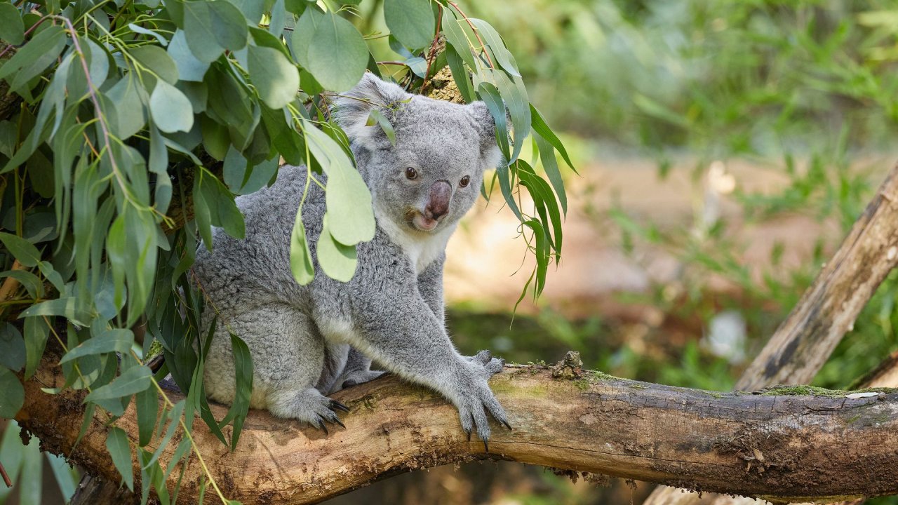 zoo duisburg 2021