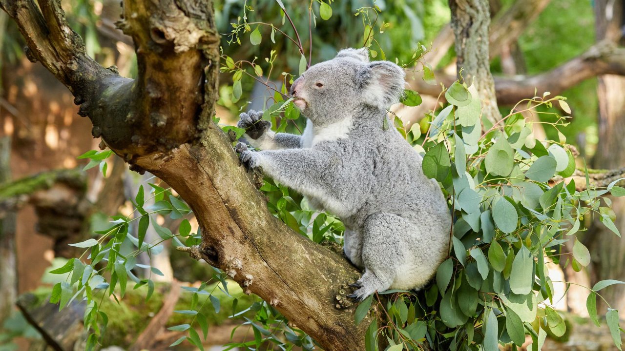 zoo duisburg 2021