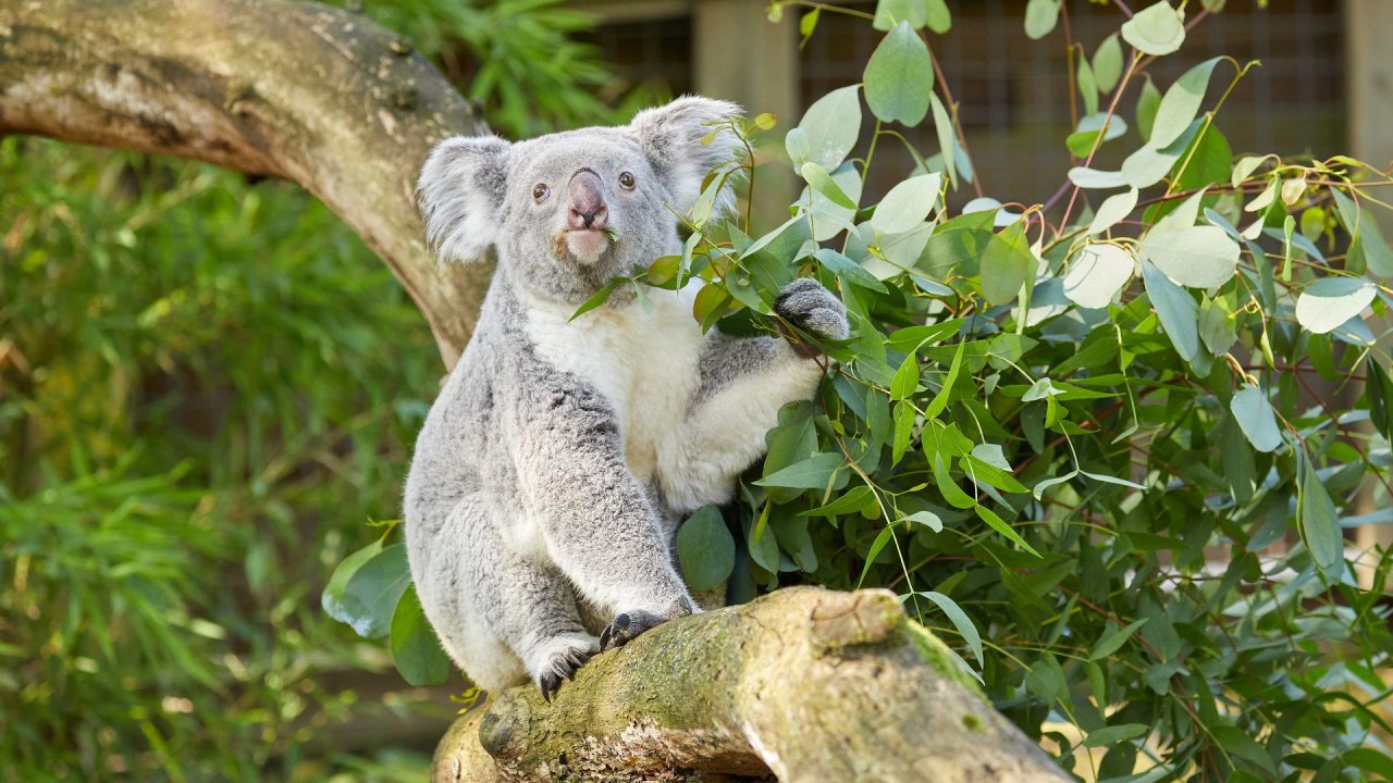 zoo duisburg 2021