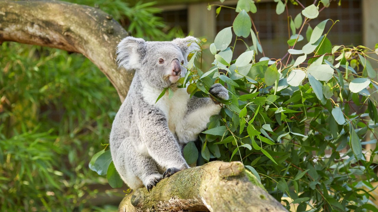 zoo duisburg 2021