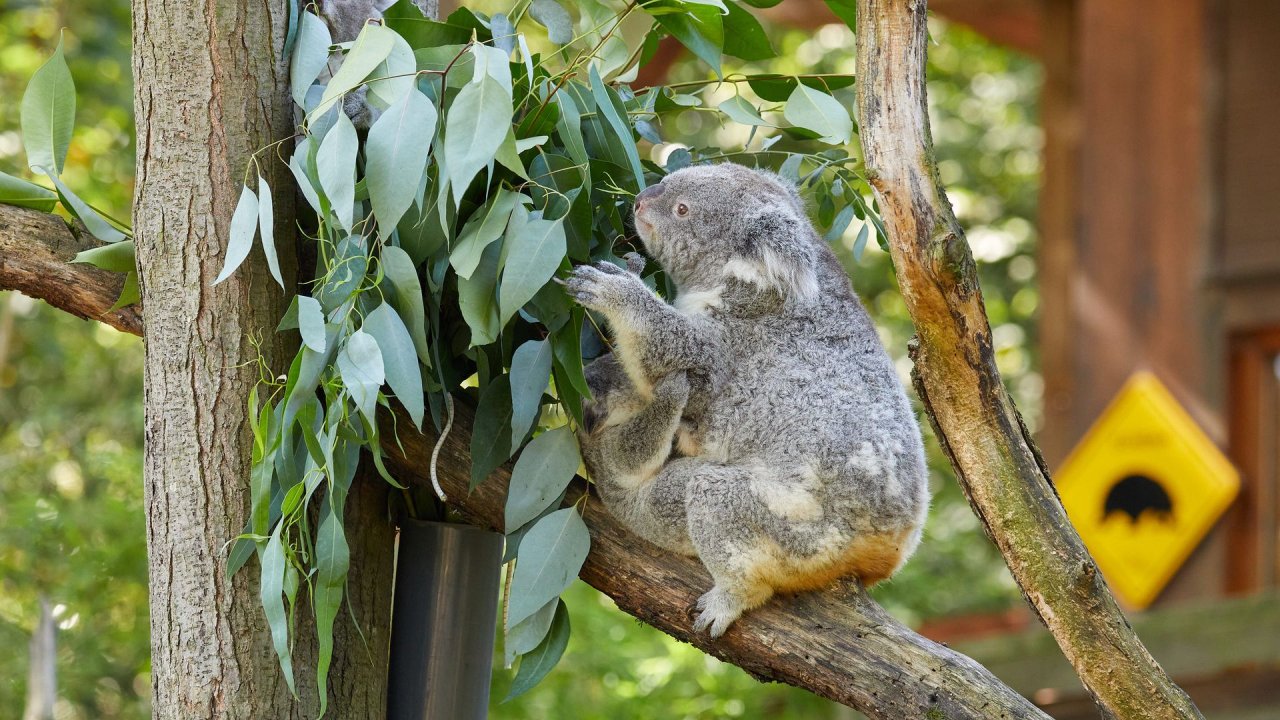 zoo duisburg 2021