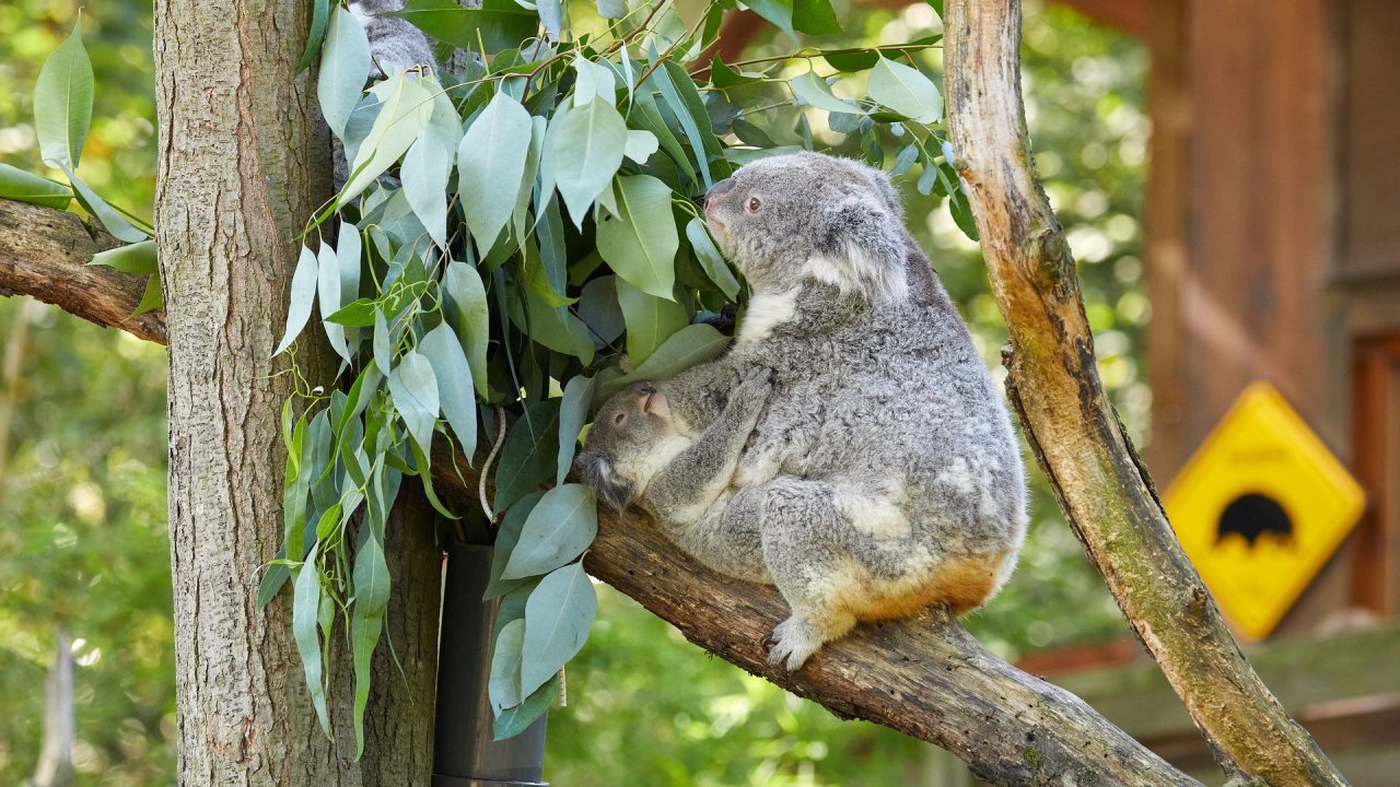 zoo duisburg 2021