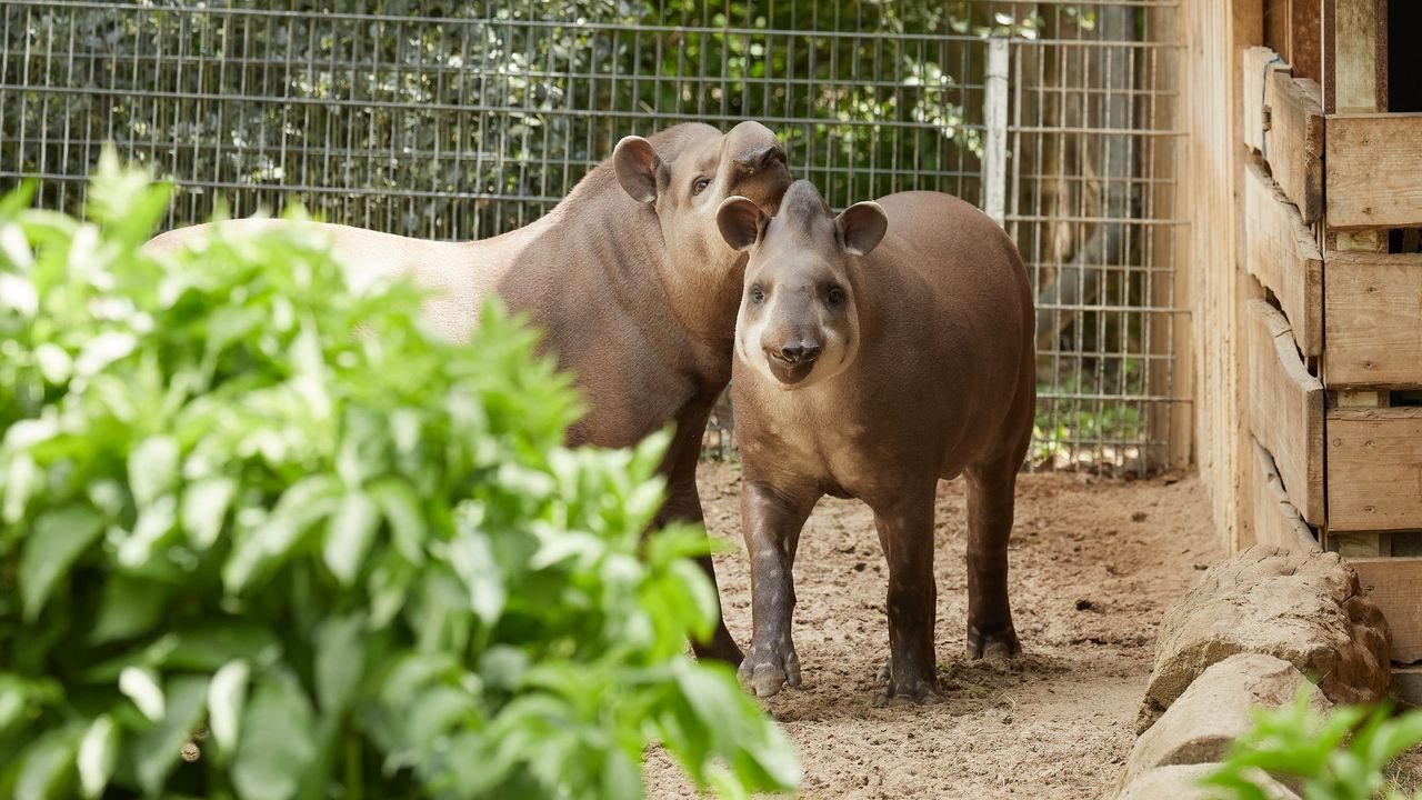 zoo krefeld 2021