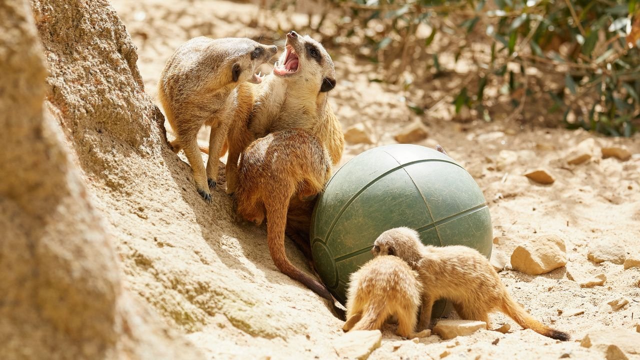 zoo krefeld 2021