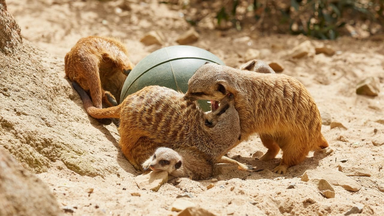zoo krefeld 2021