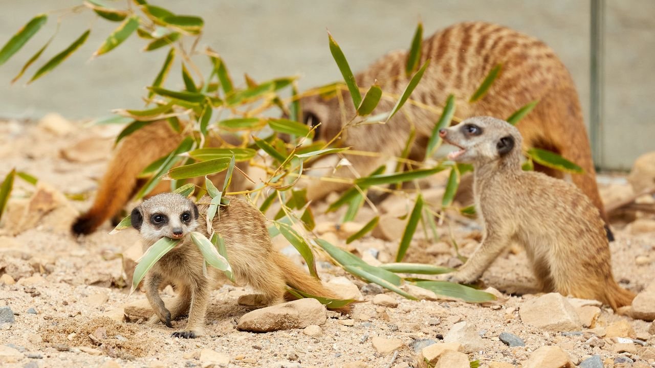 zoo krefeld 2021